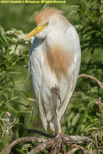 cattle egret